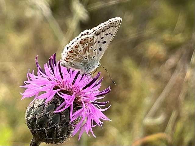 Polyommatus coridon - ezüstkék boglárka