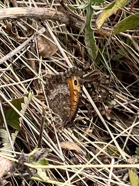 Arethusana arethusa - közönséges szemeslepke