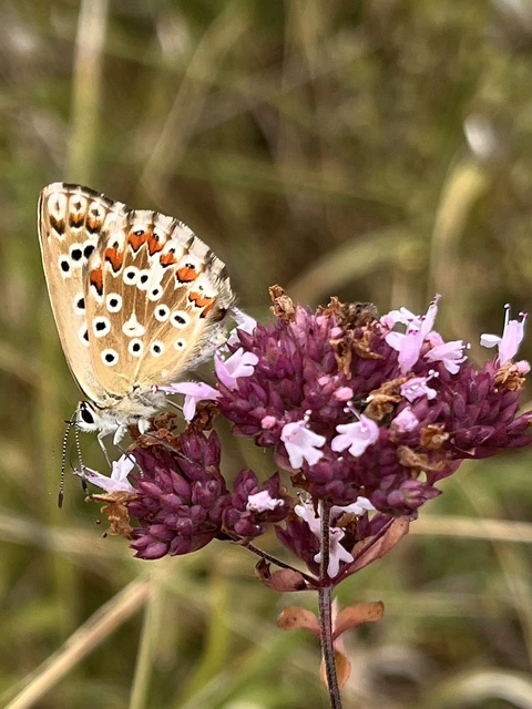 Polyommatus coridon - ezüstkék boglárka