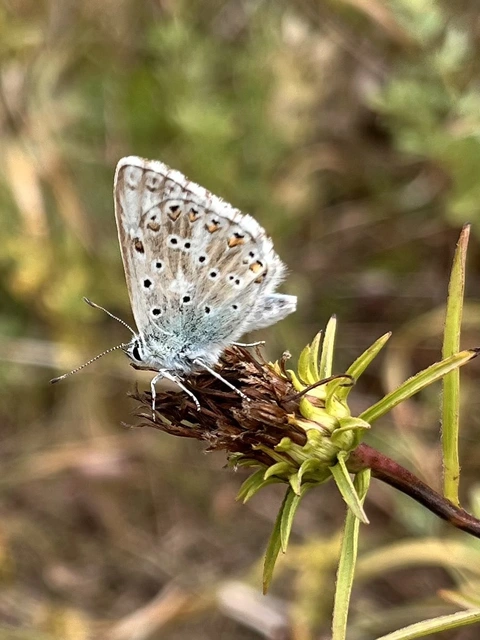 Polyommatus coridon - ezüstkék boglárka
