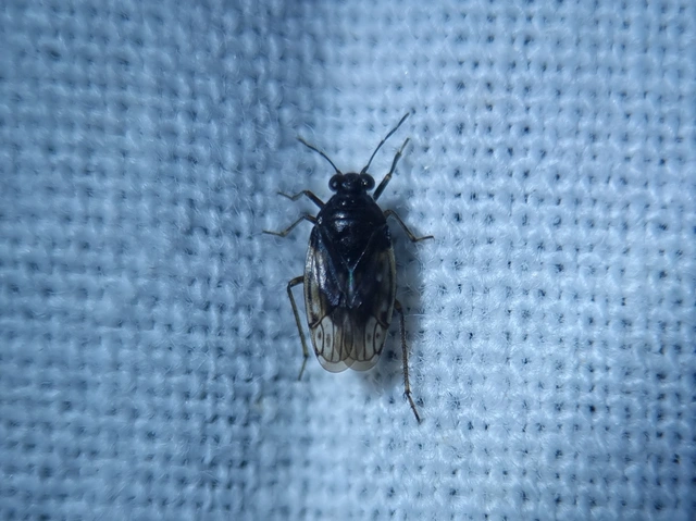Saldidae - partipoloskák