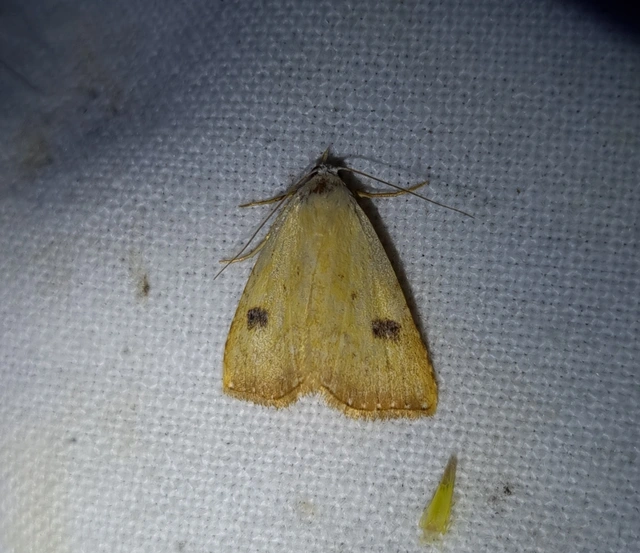 Rivula sericealis - selymes lórombagoly