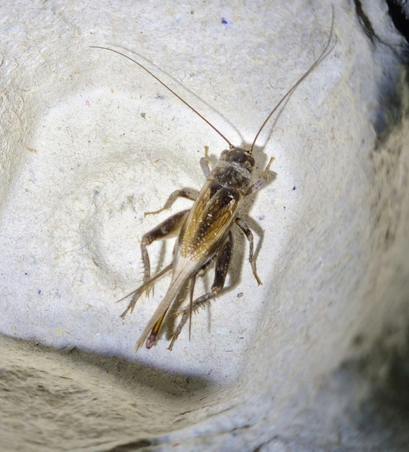 Eumodicogryllus bordigalensis - bordói tücsök