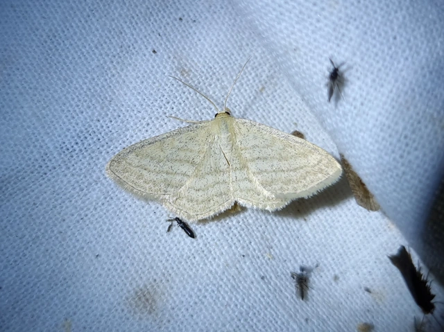 Scopula virgulata - vesszős sávosaraszoló