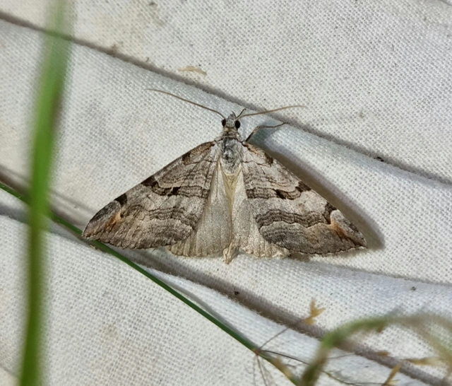 Aplocera plagiata - szürke csíkosaraszoló