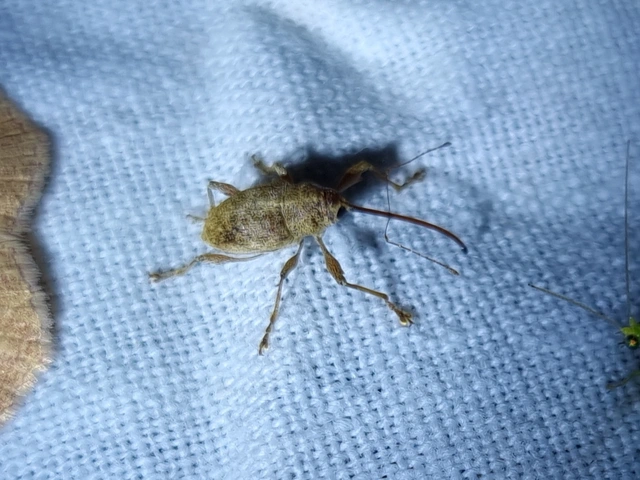 Curculio elephas - gesztenyezsuzsóka