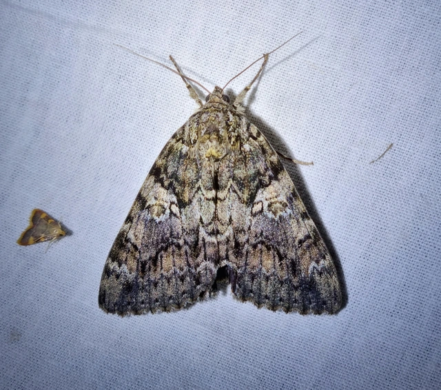 Catocala promissa - kis tölgyfa-övesbagoly