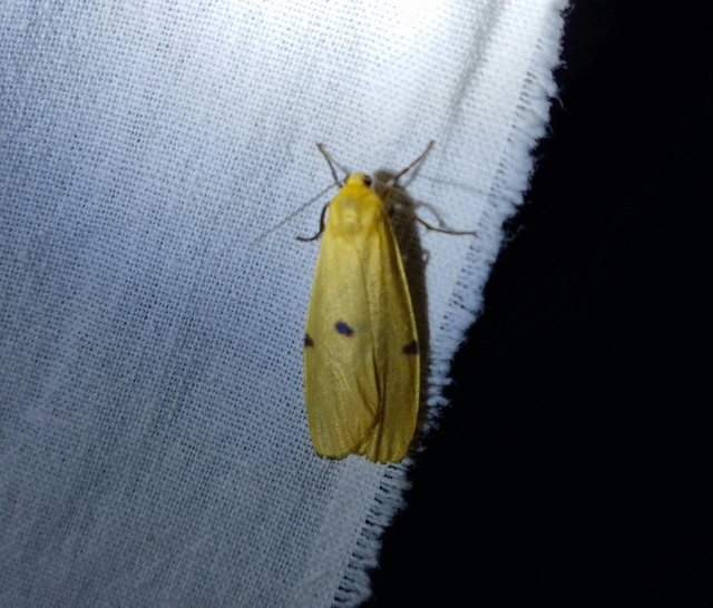 Lithosia quadra - négypettyes zuzmószövő
