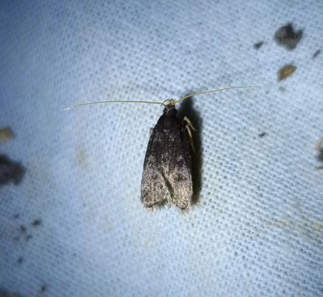 Lecithoceridae - hindumolyfélék