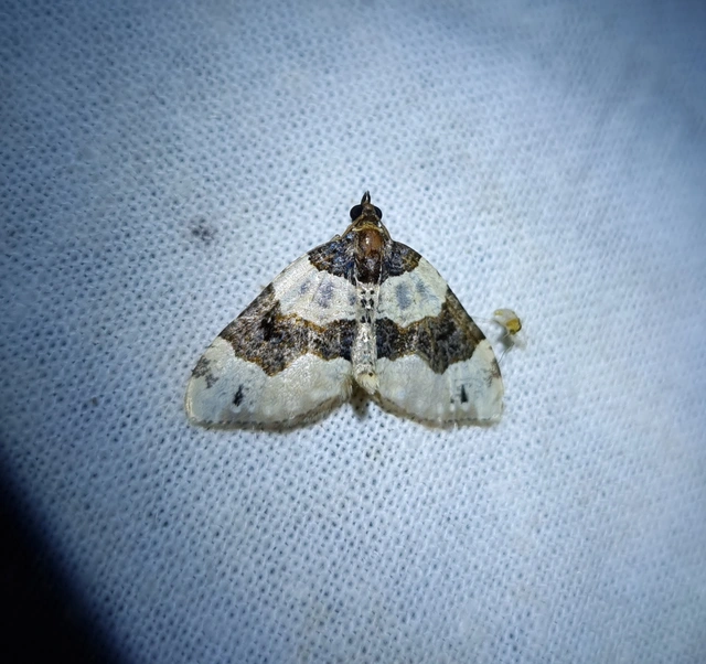 Cosmorhoe ocellata - szemes galajaraszoló
