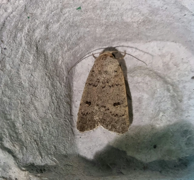 Platyperigea aspersa - homokszínű selymesbagoly