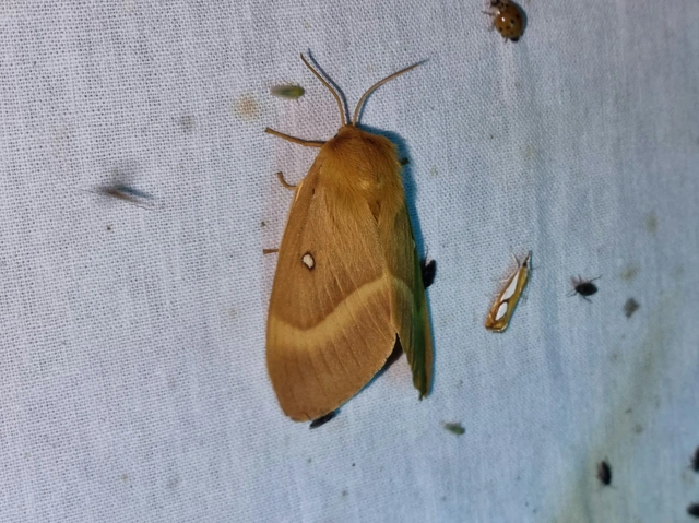 Lasiocampa quercus - tölgyfaszövő
