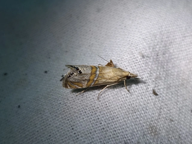 Euchromius bella - cifra mozaikmoly
