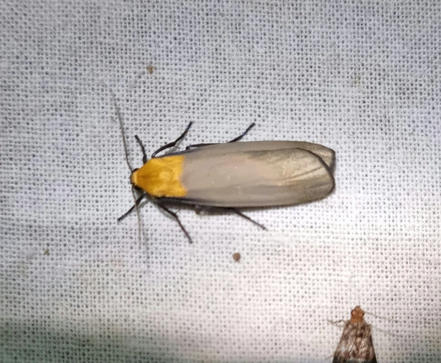 Lithosia quadra - négypettyes zuzmószövő