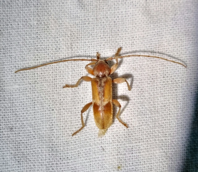 Trichoferus pallidus - sápadt éjicincér