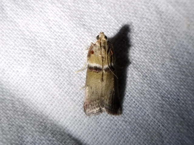 Acrobasis tumidana - bordás karcsúmoly