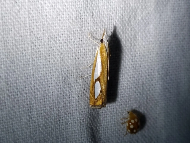 Catoptria