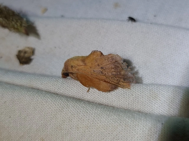 Phyllodesma tremulifolia - nyárlevélpohók