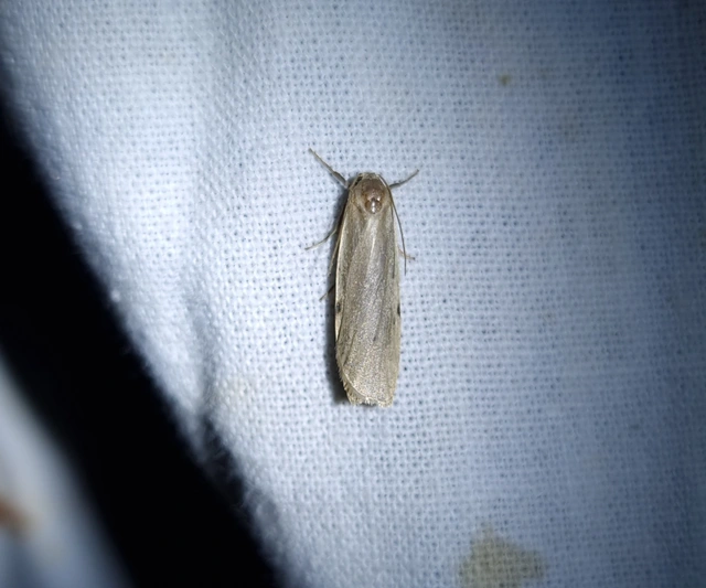 Pelosia muscerda - hamvas zuzmószövő
