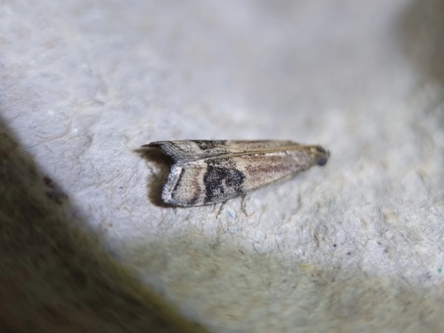 Euzopherodes charlottae - magyar karcsúmoly