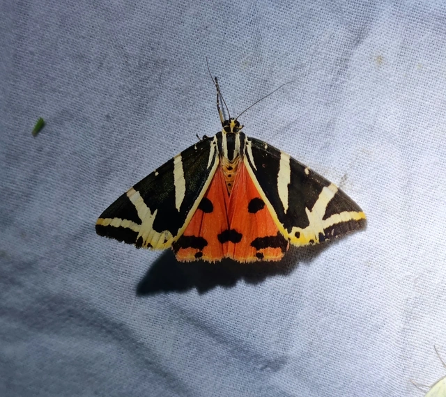 Euplagia quadripunctaria - csíkos medvelepke