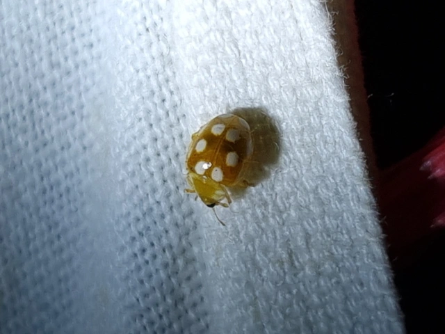 Vibidia duodecimguttata - tizenkétcseppes füsskata