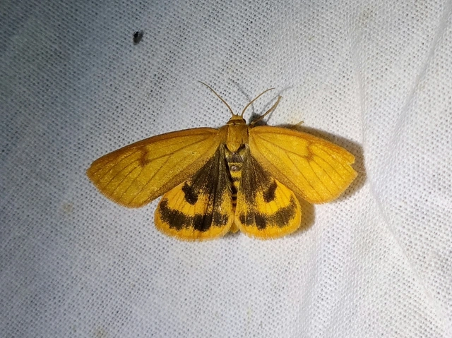 Diacrisia sannio - vörösszélű medvelepke