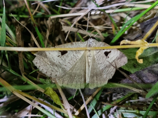 Lygephila lusoria - nagy csüdfűbagoly