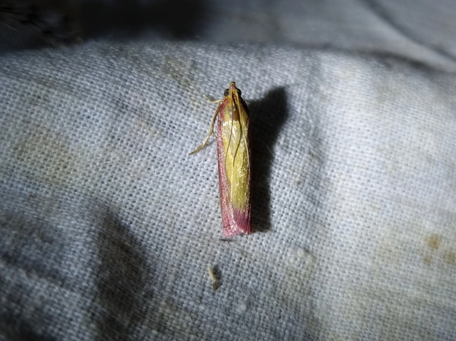 Oncocera semirubella - lucernamoly