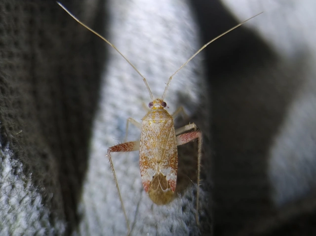 Phytocoris