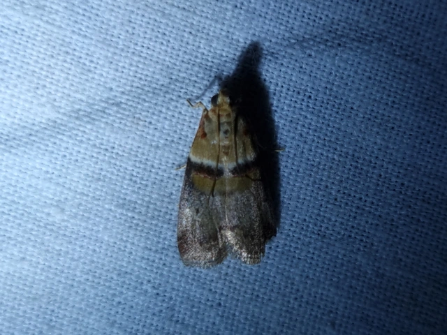 Acrobasis tumidana - bordás karcsúmoly