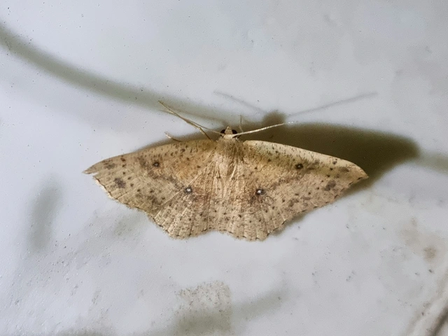 Cyclophora porata - körös pettyesaraszoló