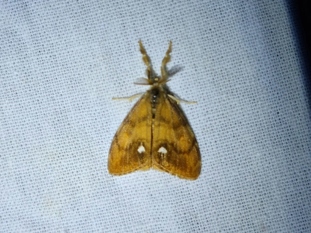 Orgyia antiqua - rozsdabarna kisszövő