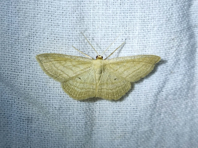 Scopula virgulata - vesszős sávosaraszoló