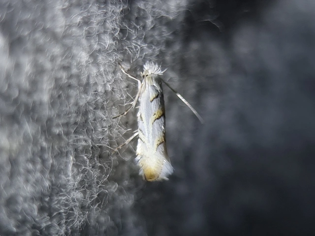 Phyllonorycter abrasella - cseraknázó sátorosmoly