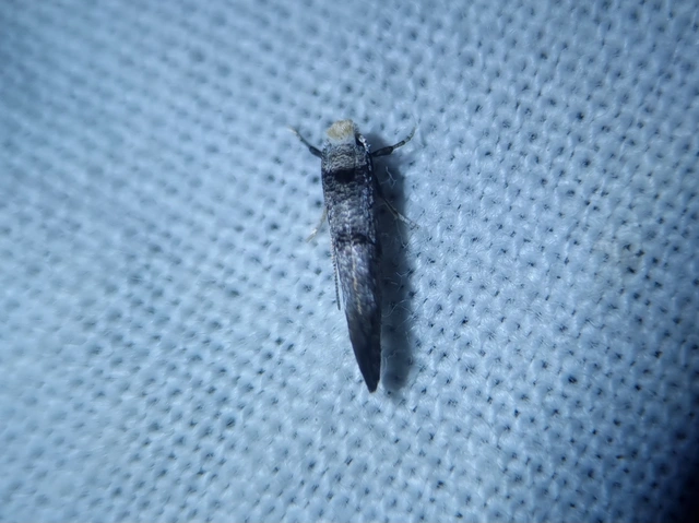 Yponomeutidae - pókhálós-molyfélék