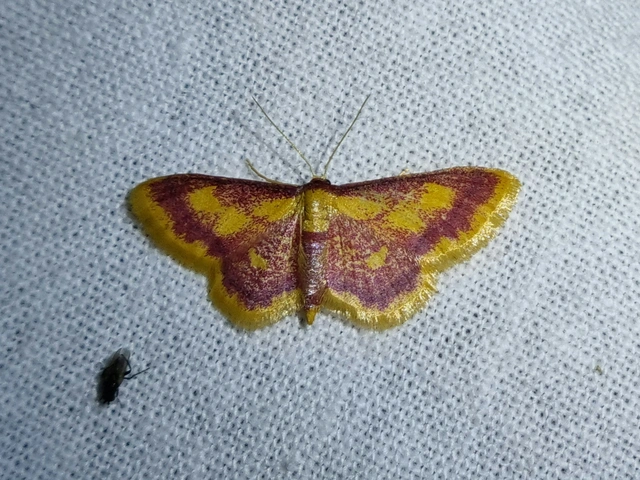 Idaea muricata - mocsári pirosaraszoló
