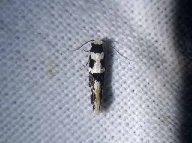 Neurothaumasia ankerella - magyarmoly