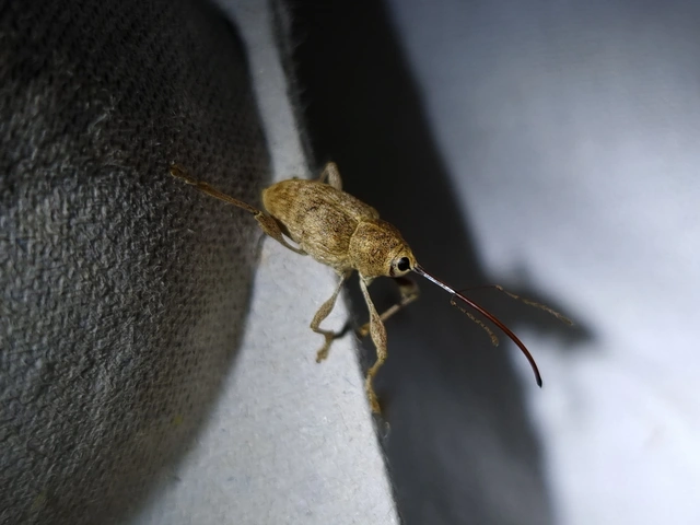 Curculio elephas - gesztenyezsuzsóka