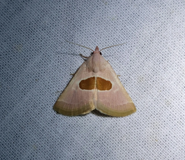 Calymma communimacula - pajzstetűfaló bagoly