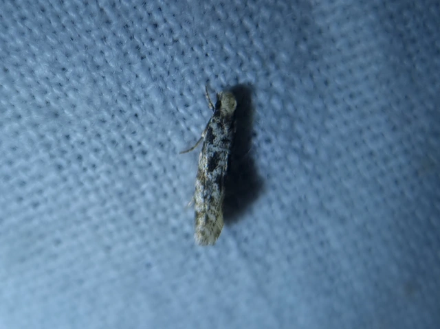 Tineidae - ruhamolyfélék