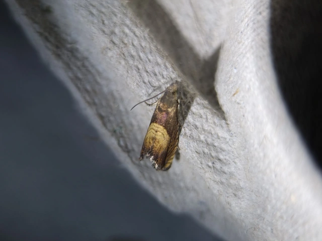 Dichrorampha heegerana - barna gyökérfúrómoly