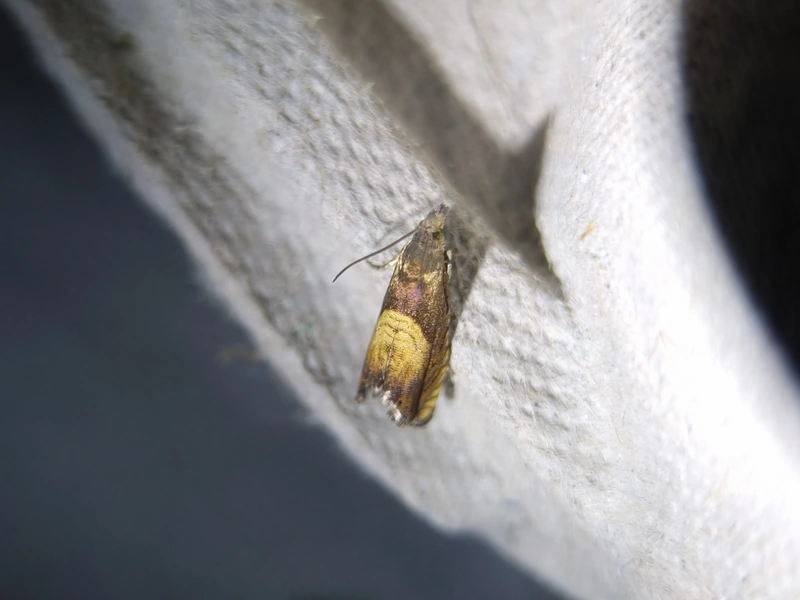 Dichrorampha heegerana - barna gyökérfúrómoly