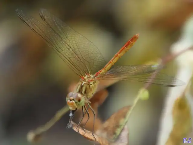 Sympetrum meridionale - fakó katona-szitakötő