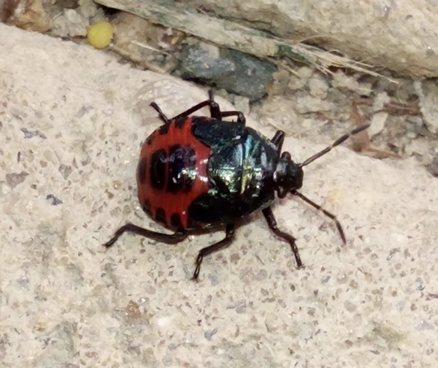 Zicrona caerulea - acélkék poloska Zicrona caerulea - acélkék poloska