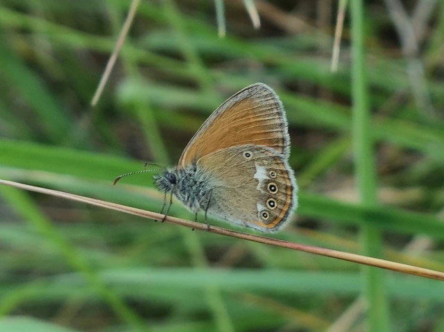 Coenonympha glycerion - közönséges szénalepke