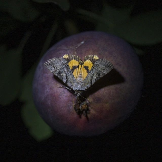 Catocala hymenaea - kökény-övesbagoly