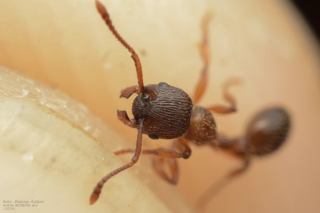 Myrmica schencki - kétszínű bütyköshangya