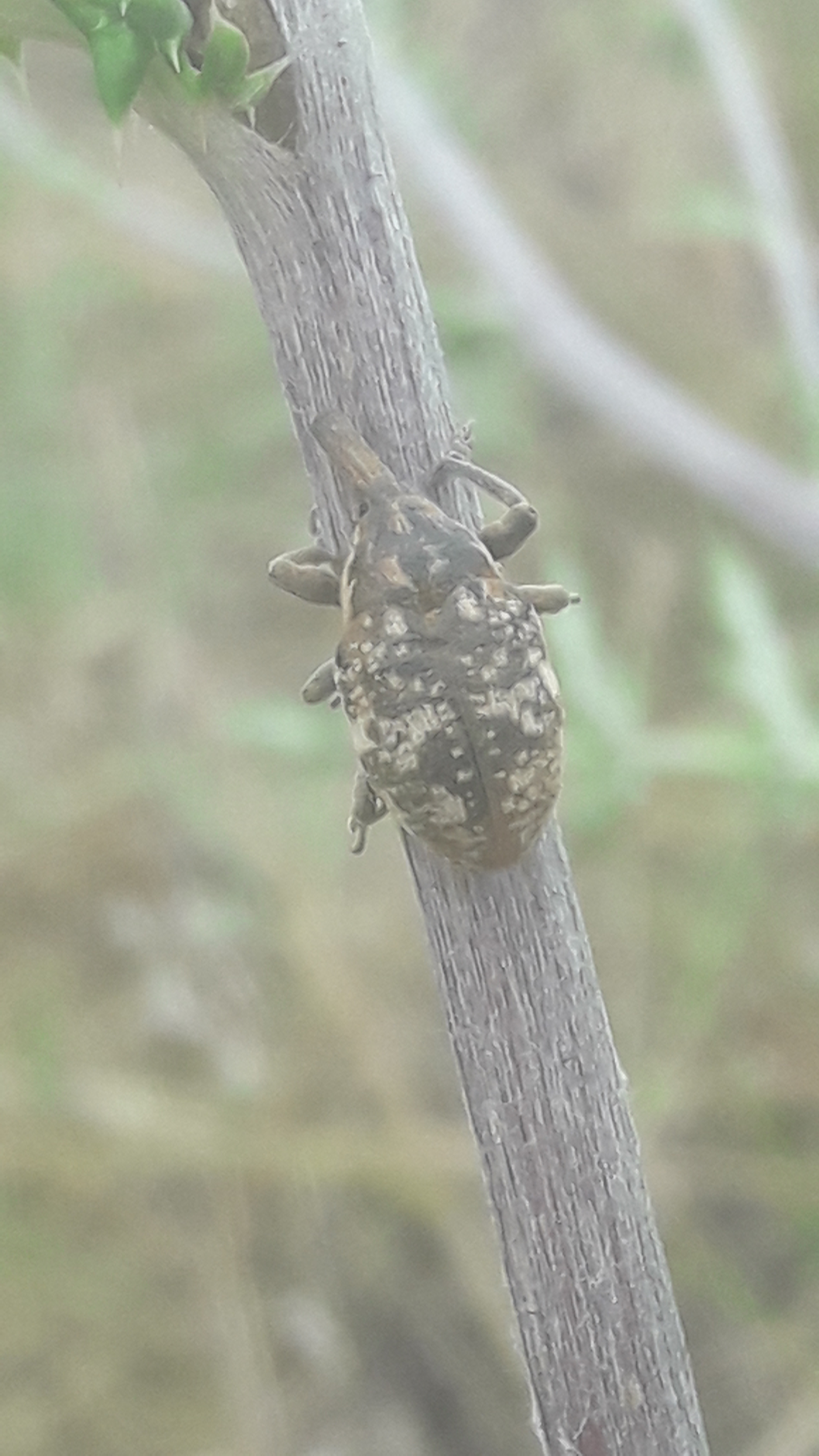 Larinus vulpes - szamárkenyér-púderbarkó