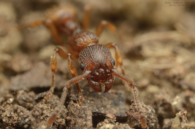 Myrmica sabuleti - gyakori bütyköshangya